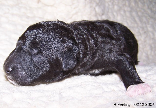 3-Ruede 2 - 02.112.2006-6A.jpg